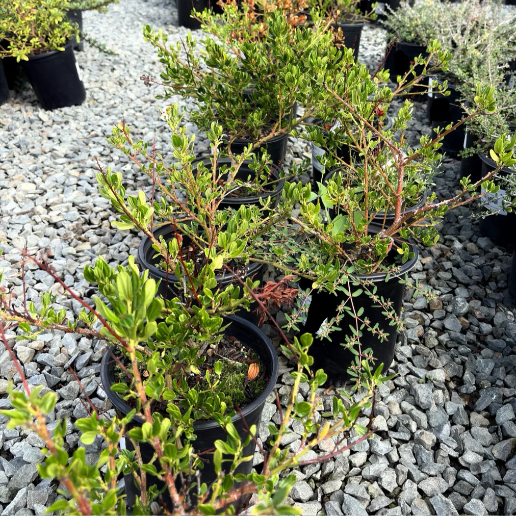Skylark California Lilac - Image 2