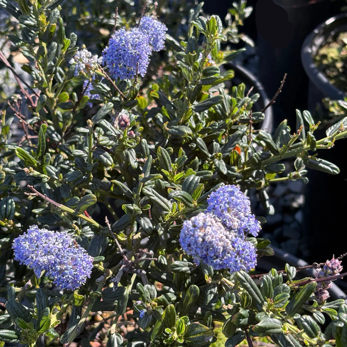Skylark California Lilac - Image 3
