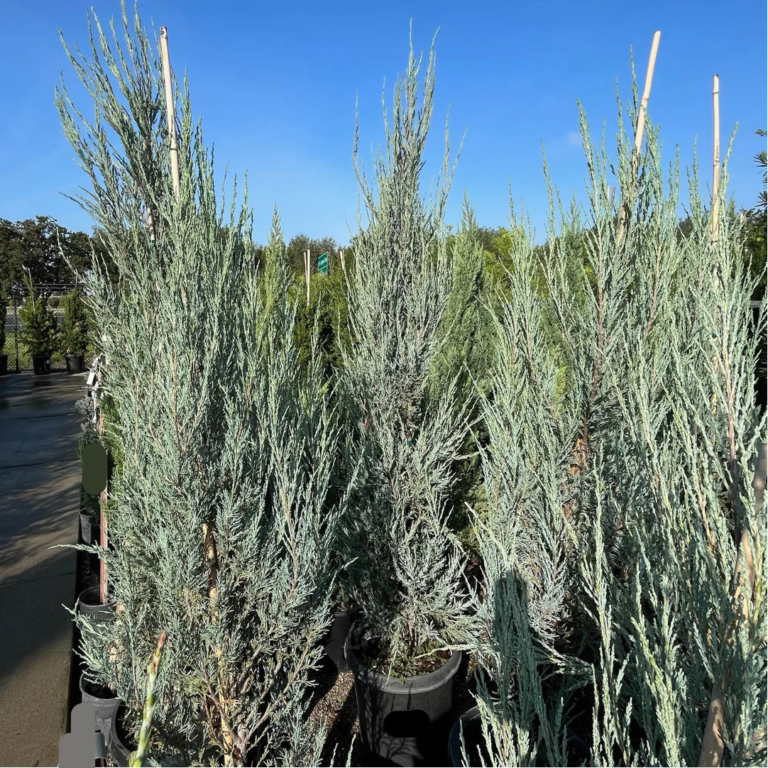Skyrocket Juniper - Image 2