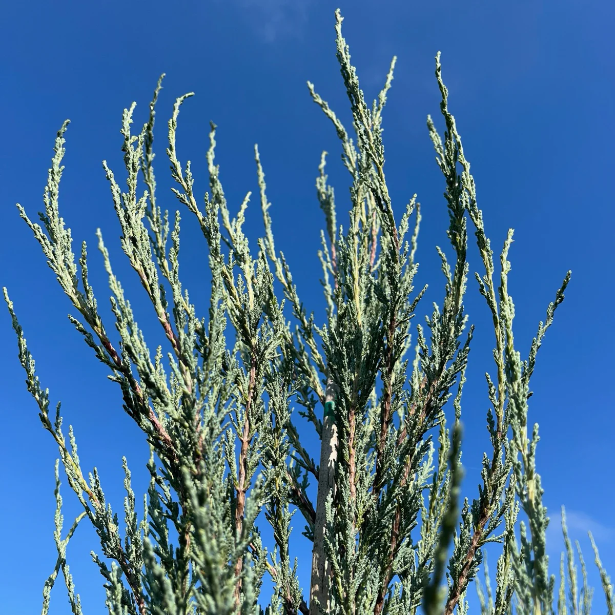 Skyrocket Juniper - Image 3
