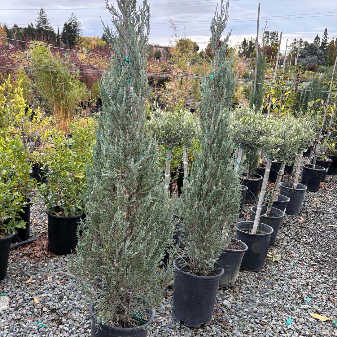 Skyrocket Juniper - Image 1