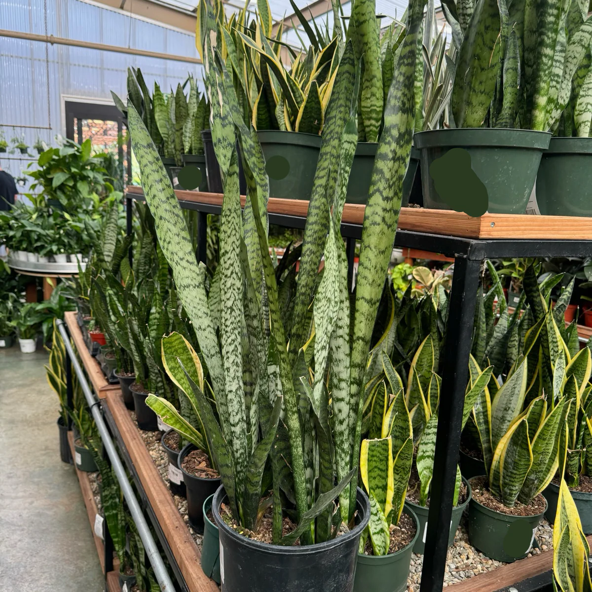 Zeylanica Snake Plant
