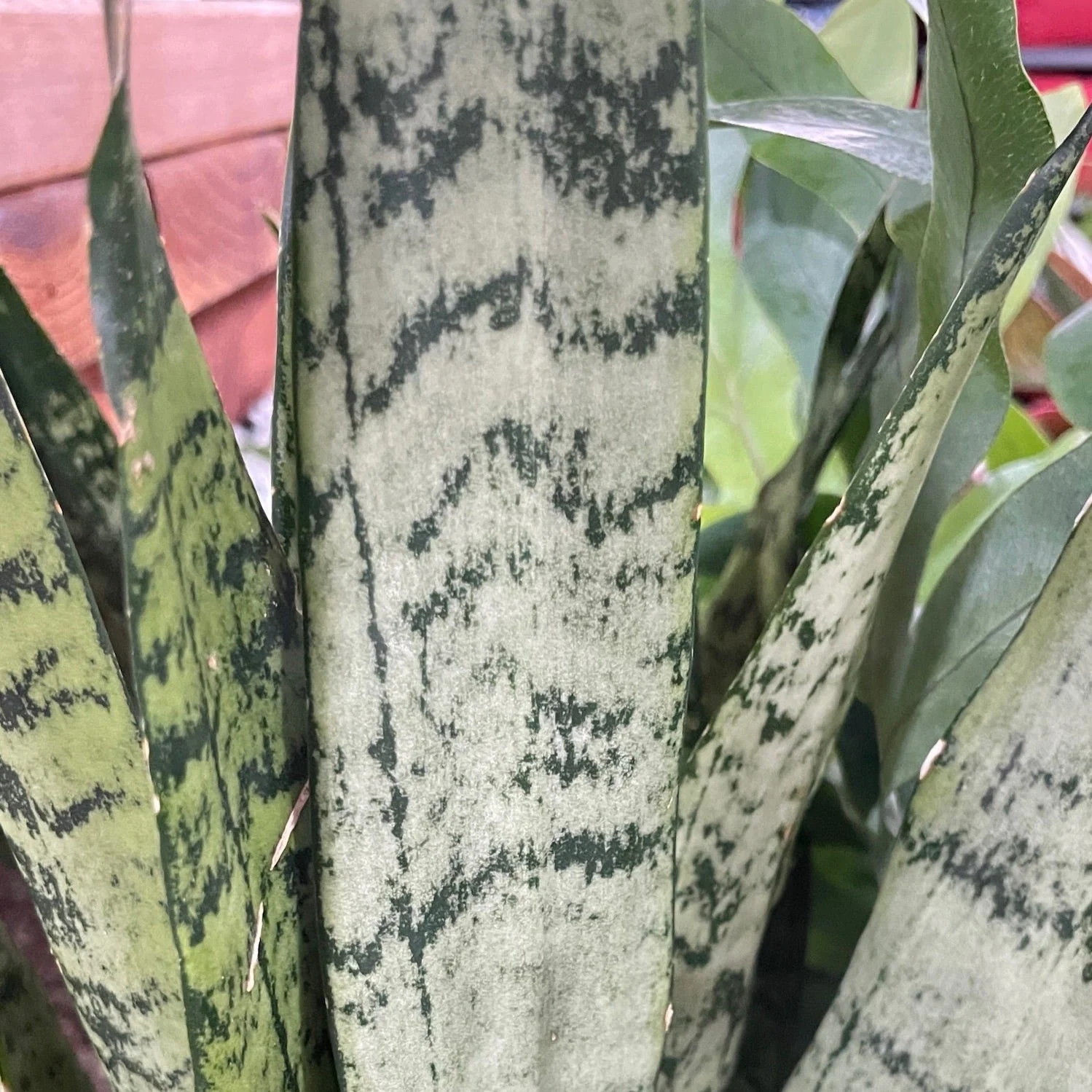 Zeylanica Snake Plant - Image 2