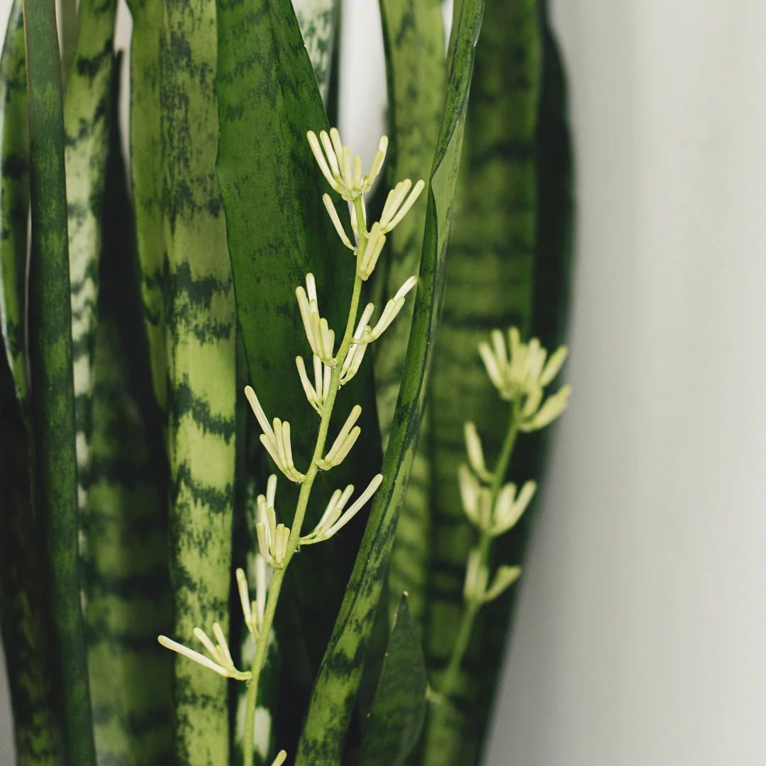 Zeylanica Snake Plant - Image 3