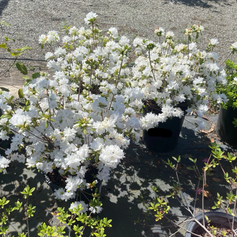Snow Azalea - Image 3