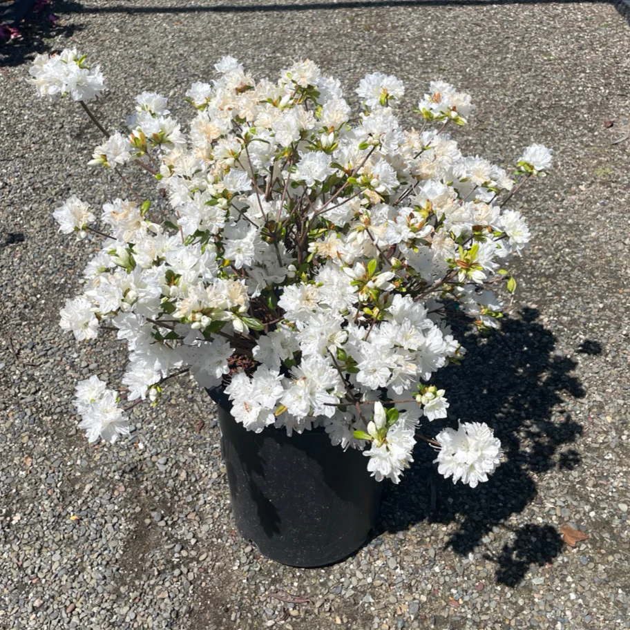 Snow Azalea - Image 1