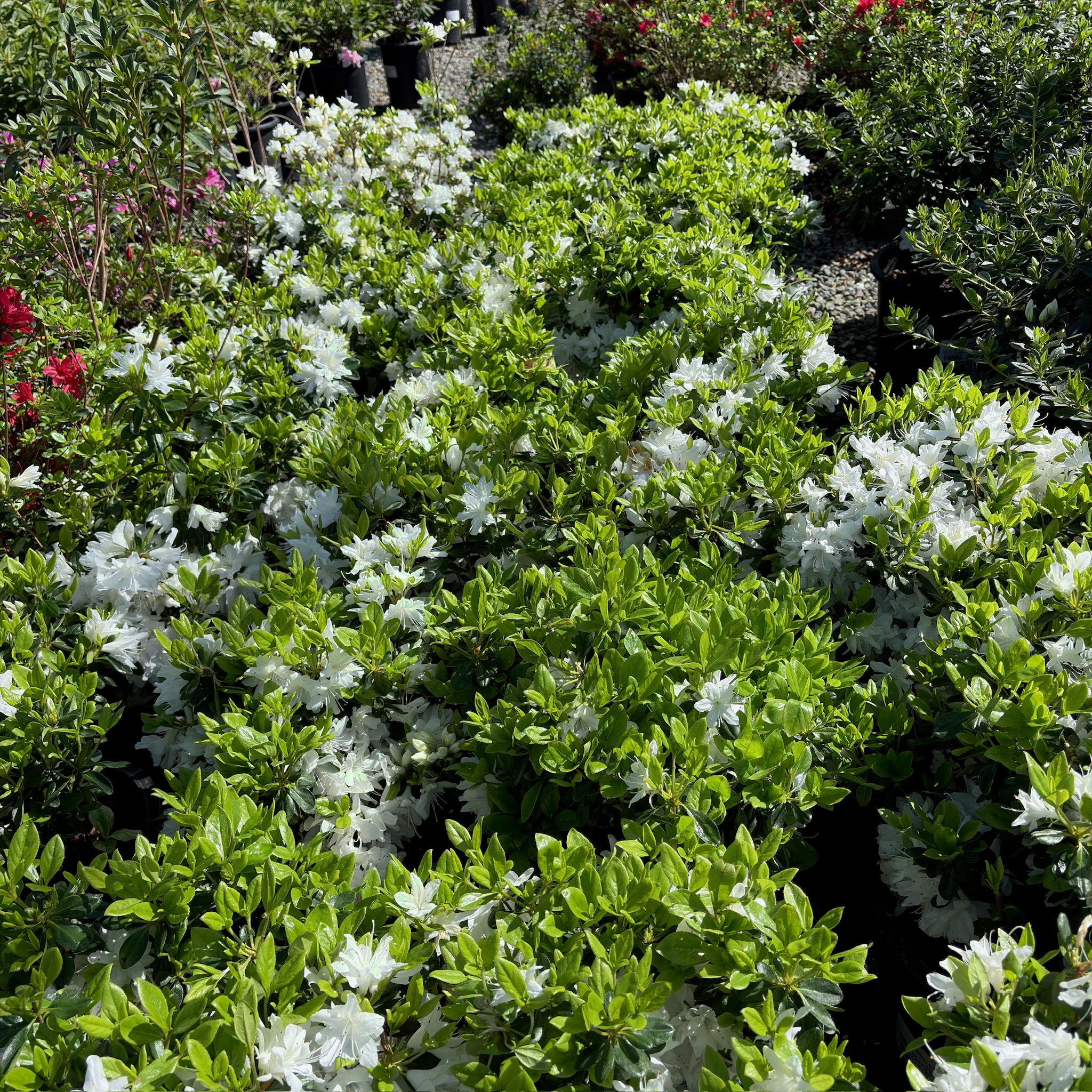 Snow Azalea - Image 2