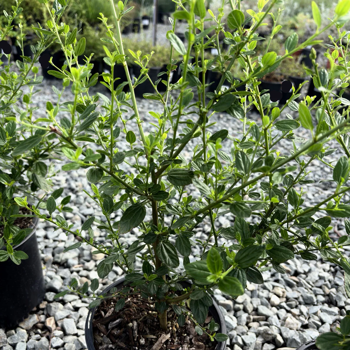 Snow Flurry California Lilac - Image 1
