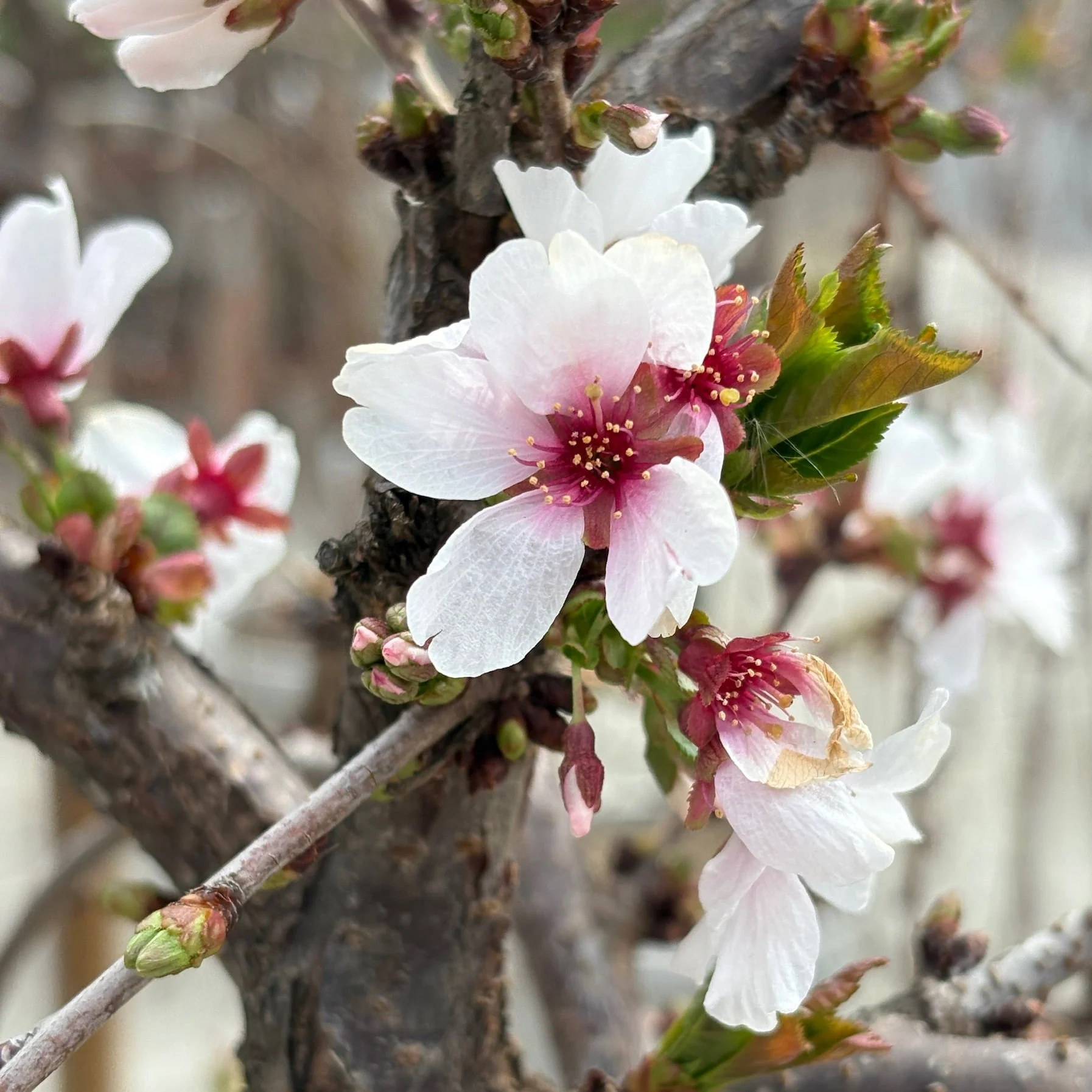 Snow Fountains Weeping Flowering Cherry - Image 1
