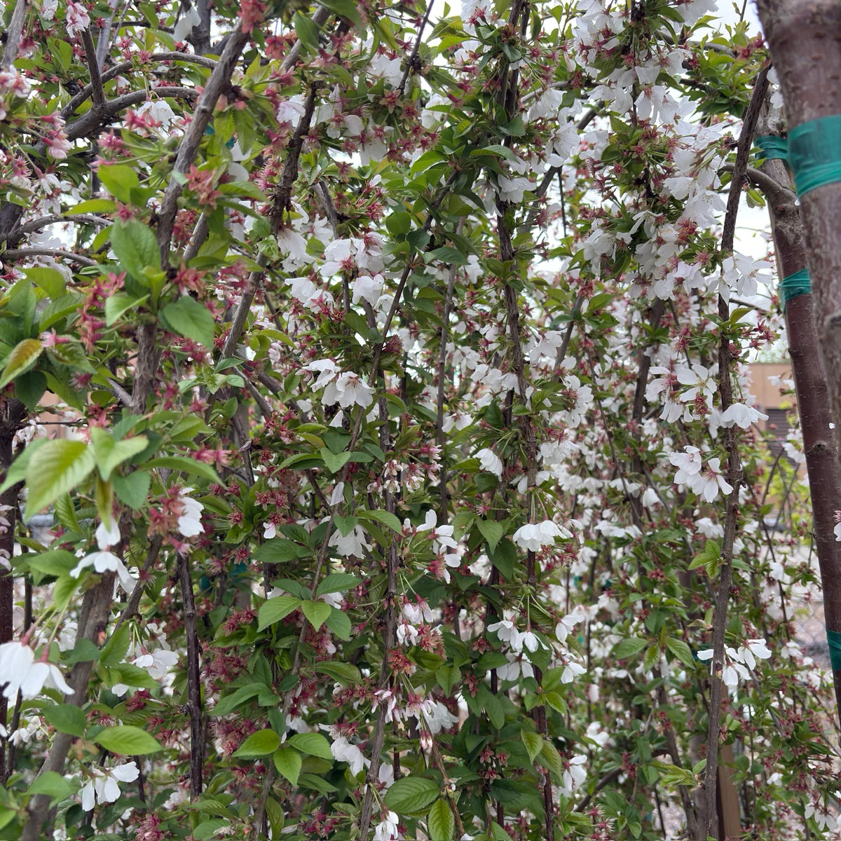 Snow Fountains Weeping Flowering Cherry - Image 2