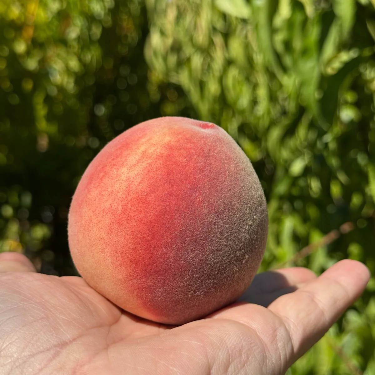 Snow Giant White Peach - Image 1