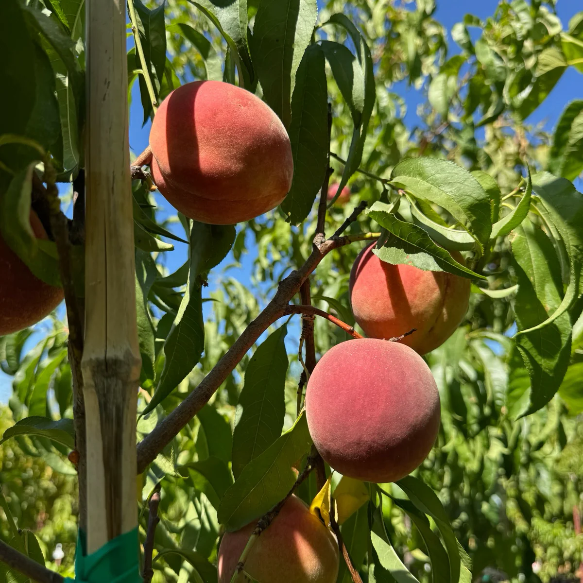 Snow Giant White Peach - Image 2