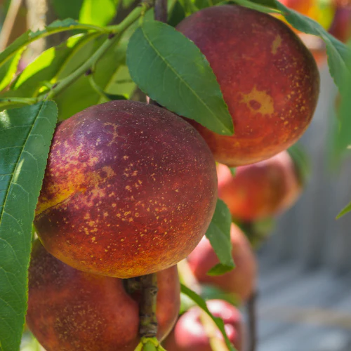Snow Queen White Nectarine