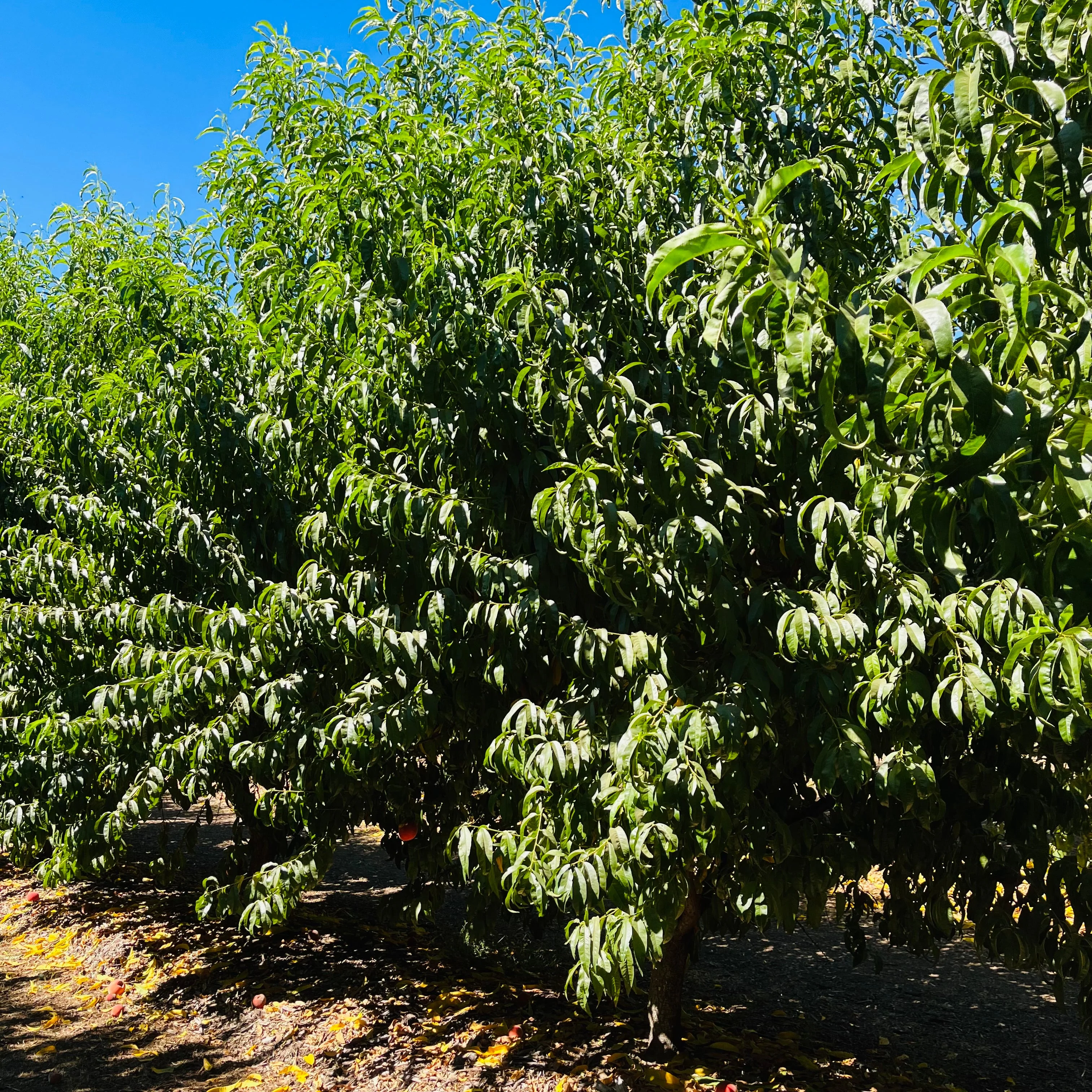 Snow Queen White Nectarine - Image 3