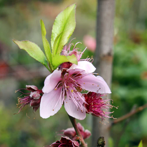 Snow Queen White Nectarine - Image 2