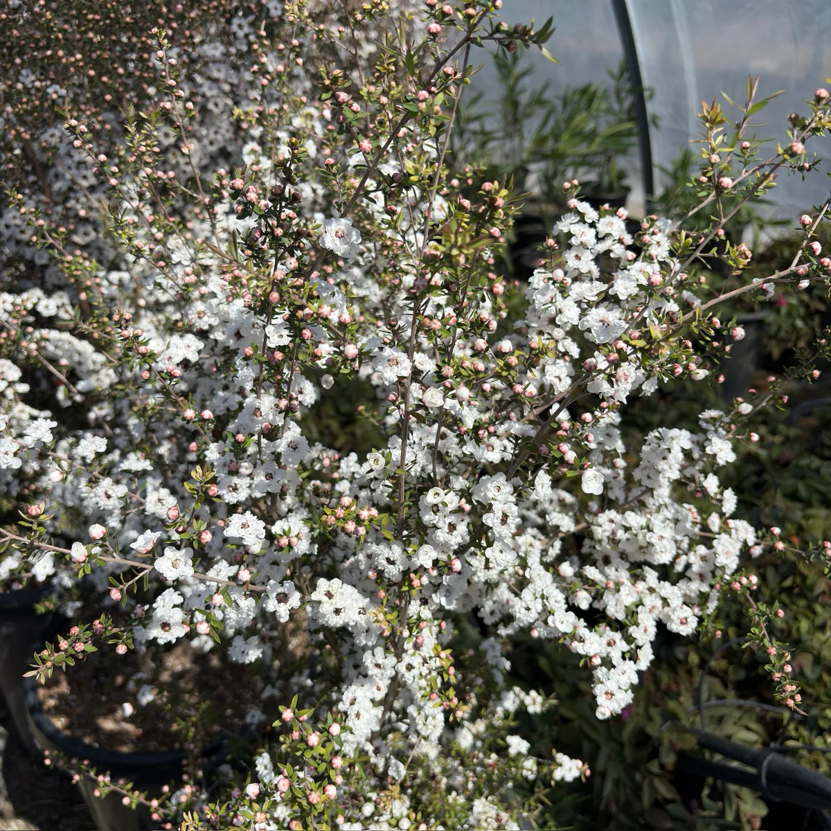 Snow White New Zealand Tea Tree - Image 1