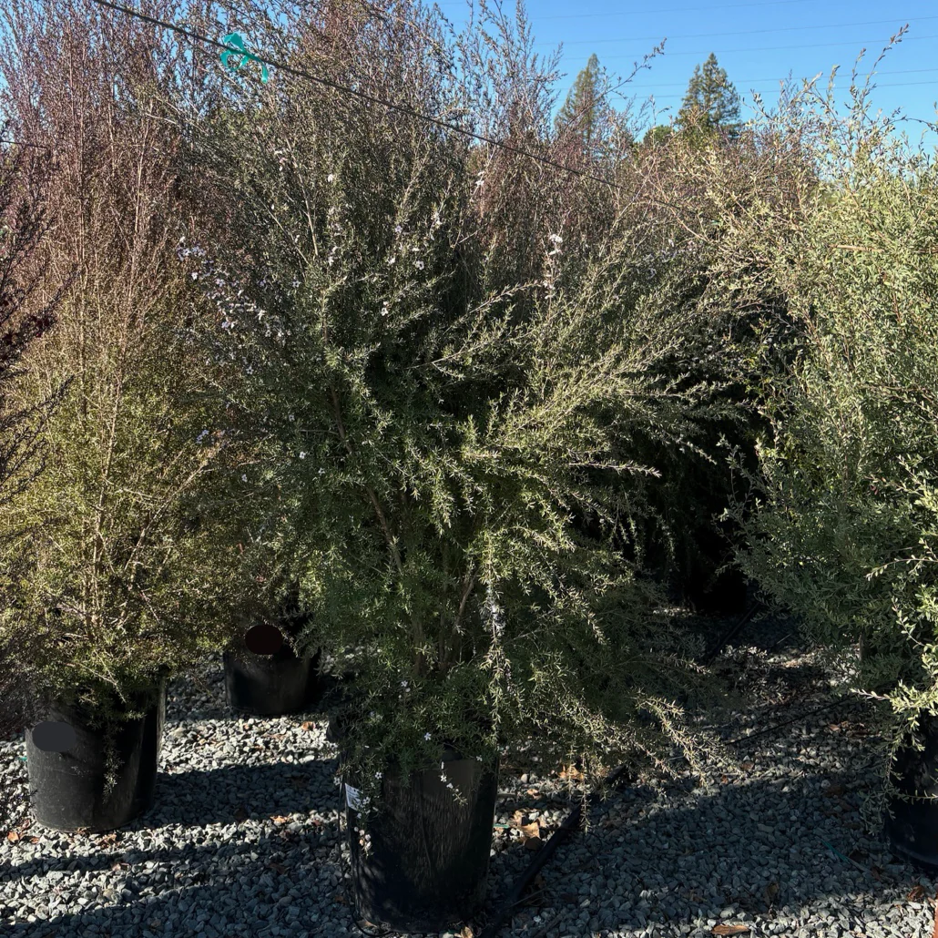 Snow White New Zealand Tea Tree - Image 2