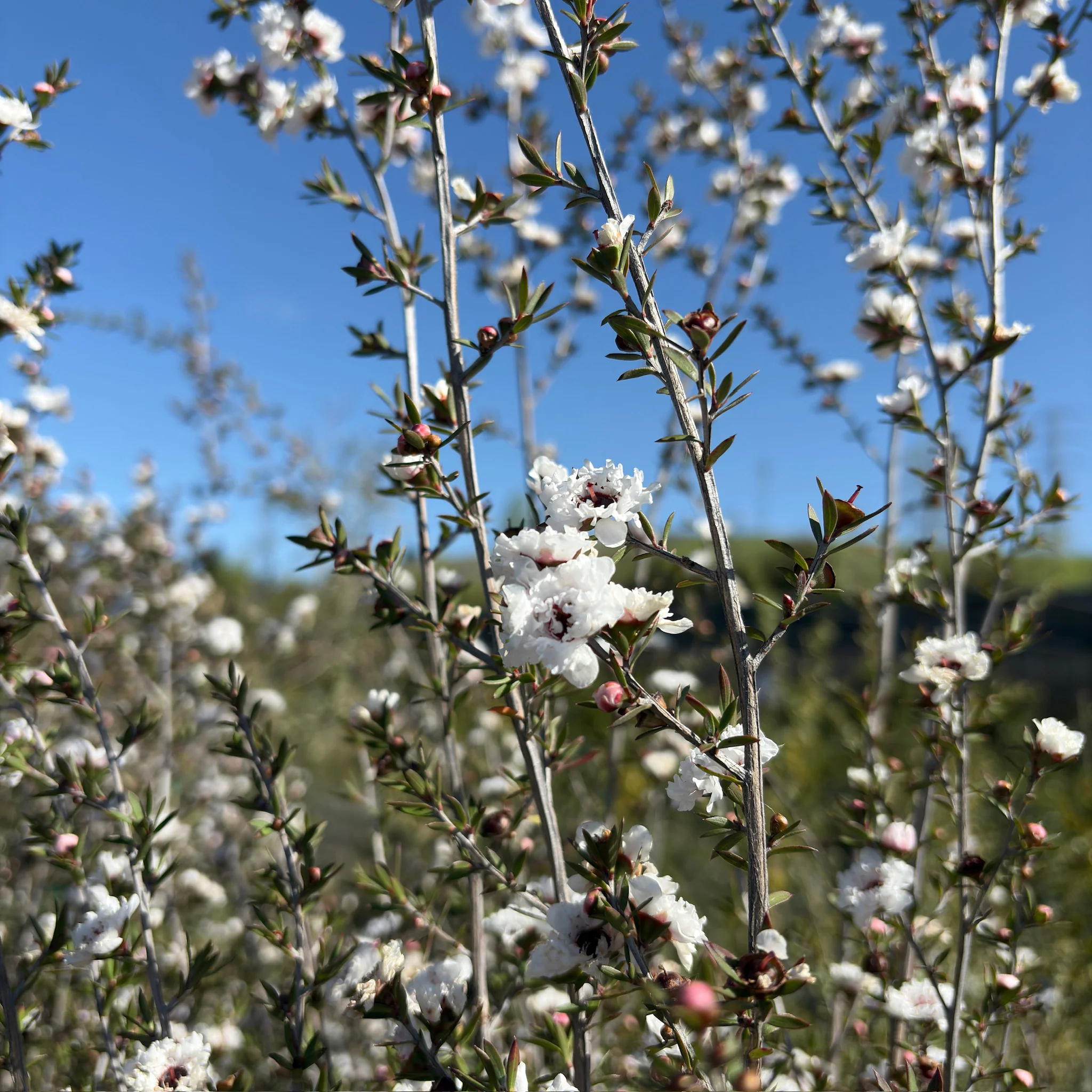 Snow White New Zealand Tea Tree - Image 3