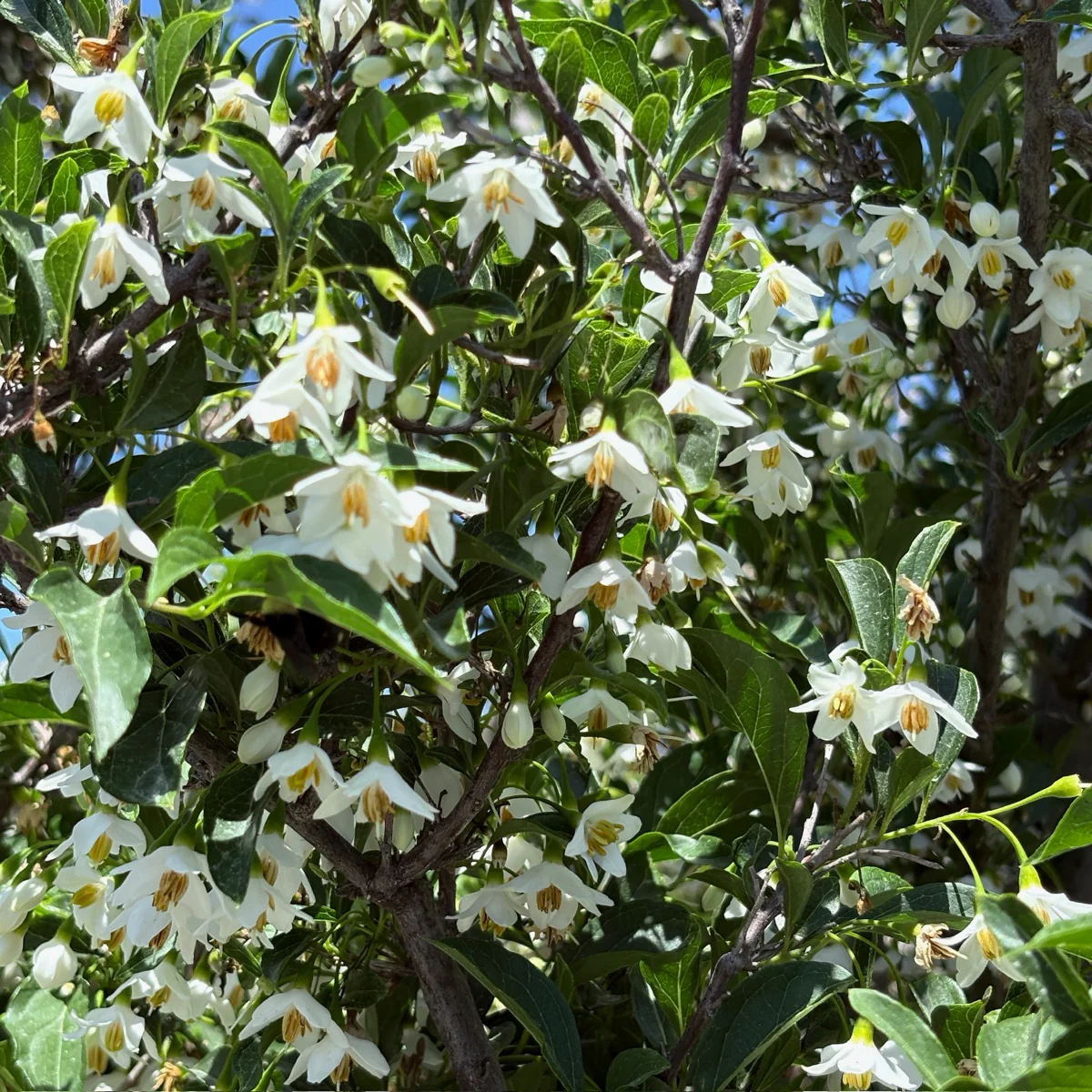 Snowcone Japanese Snowdrop Tree - Image 2