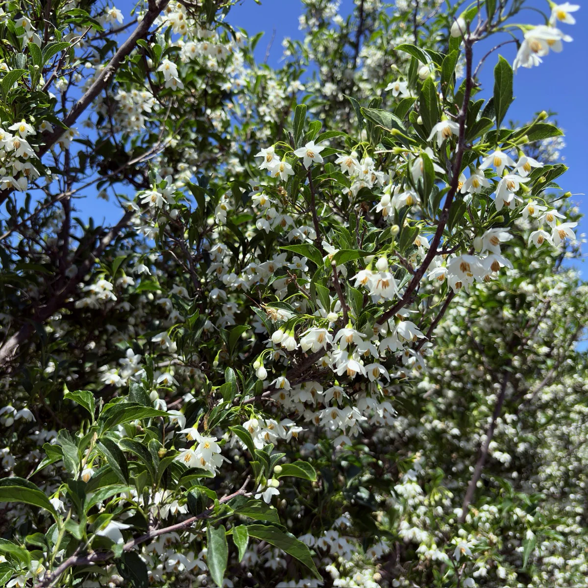 Snowcone Japanese Snowdrop Tree - Image 3