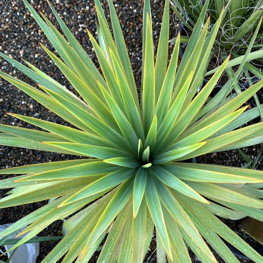 Soft Leaf Yucca - Image 1