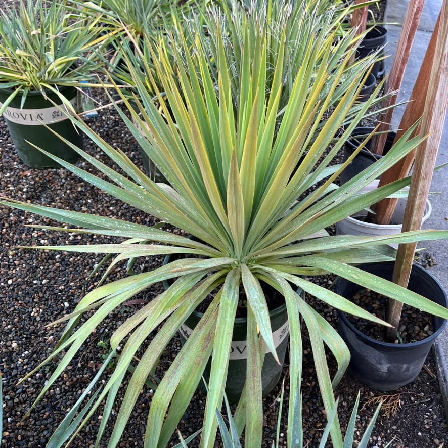 Soft Leaf Yucca - Image 2
