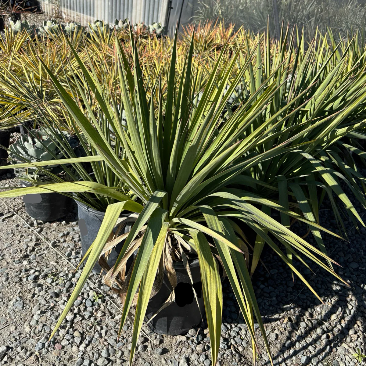 Soft Leaf Yucca - Image 3