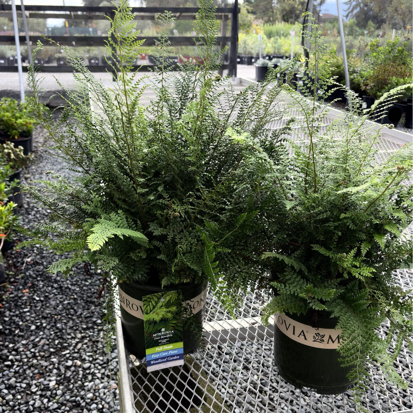 Soft Shield Fern - Image 2