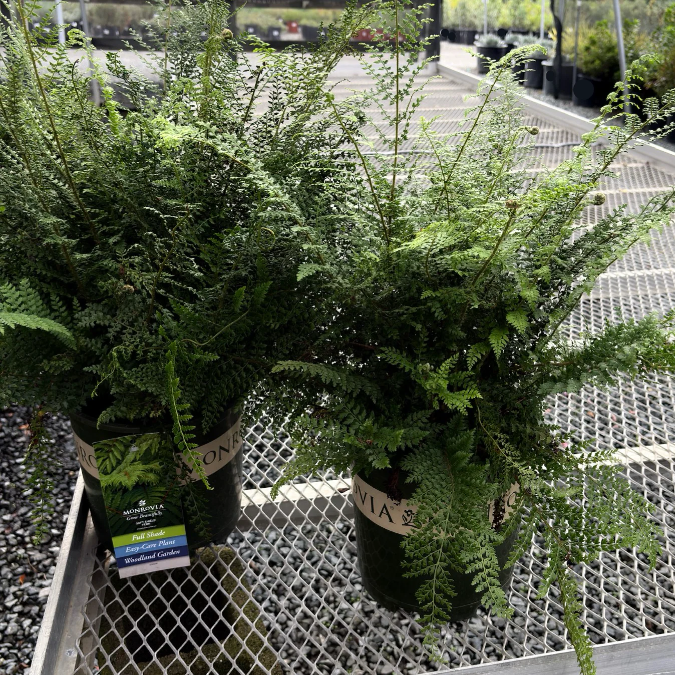 Soft Shield Fern - Image 3