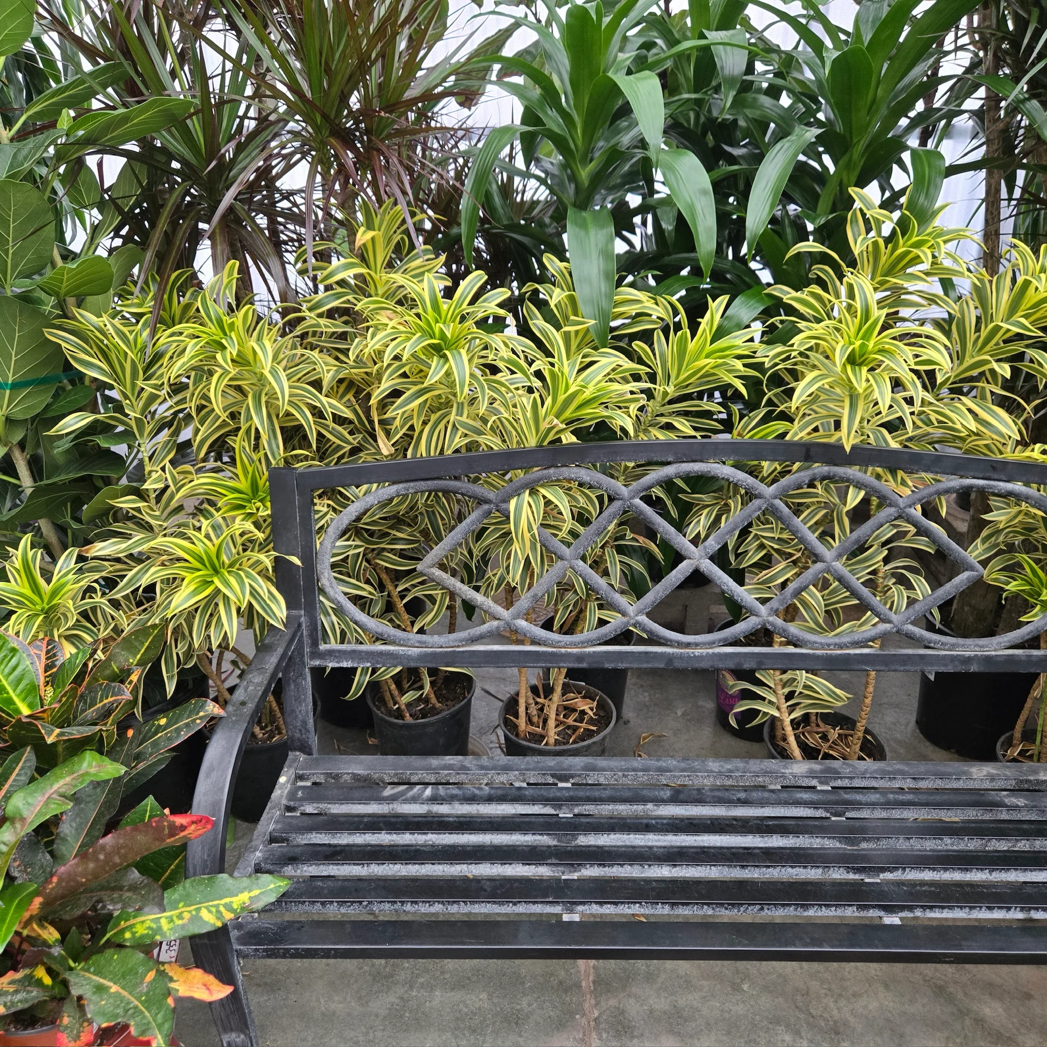 Song of India Dracaena - Image 2