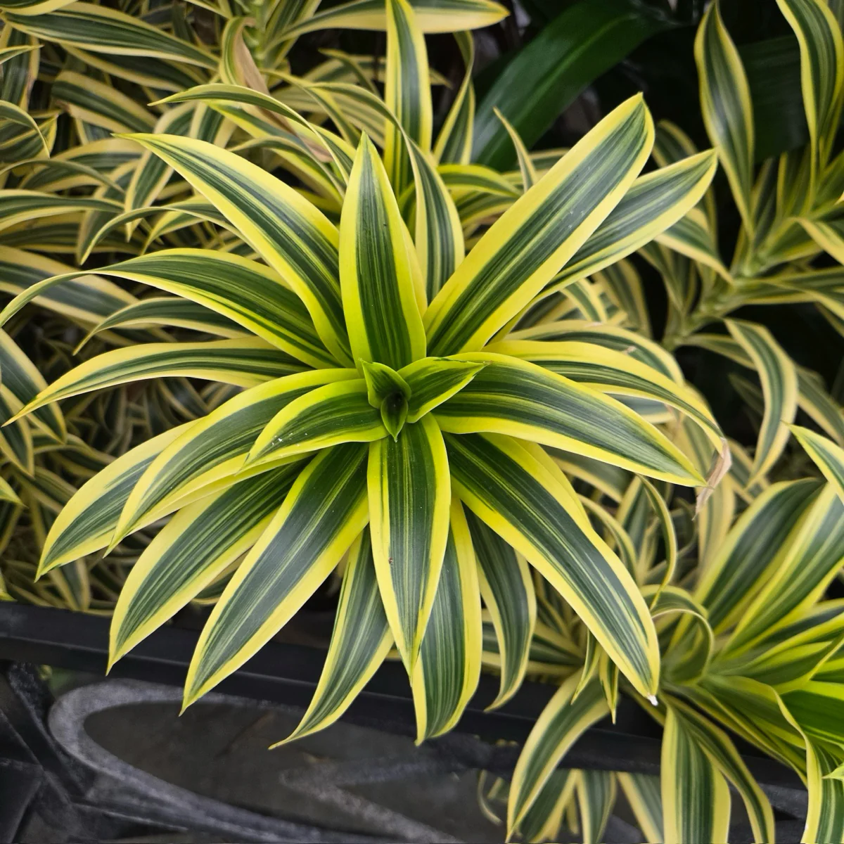 Song of India Dracaena - Image 3