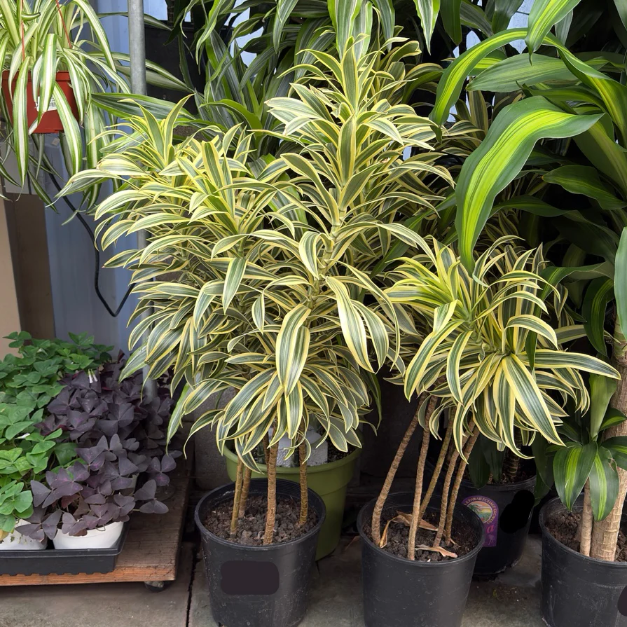Song of India Dracaena - Image 1