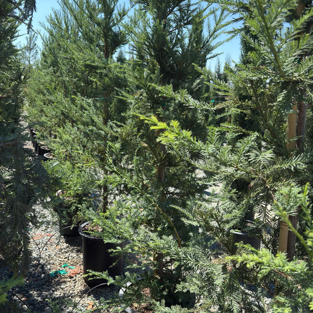 Soquel Coast Redwood - Image 1