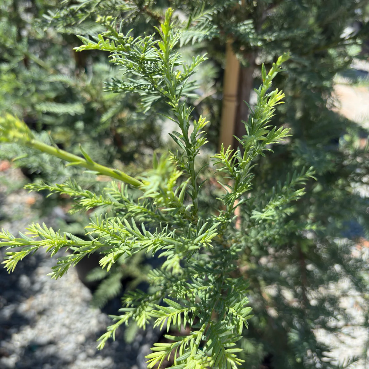Soquel Coast Redwood - Image 2