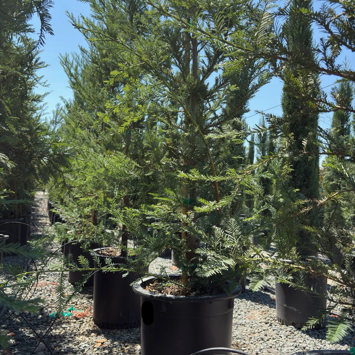 Soquel Coast Redwood - Image 3