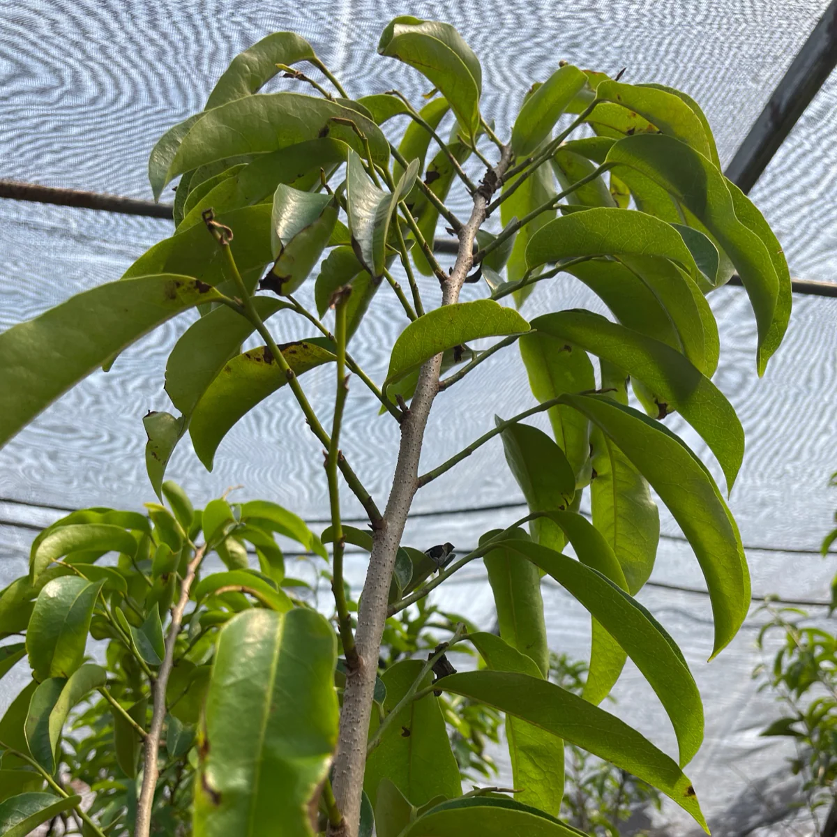 Soursop - Image 2