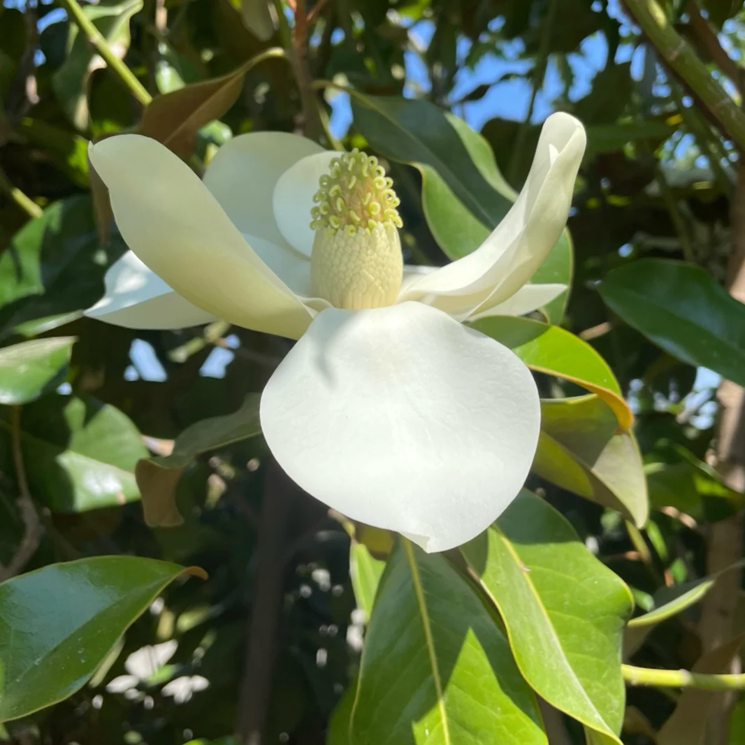 D.D. Blanchard Southern Magnolia - Image 2