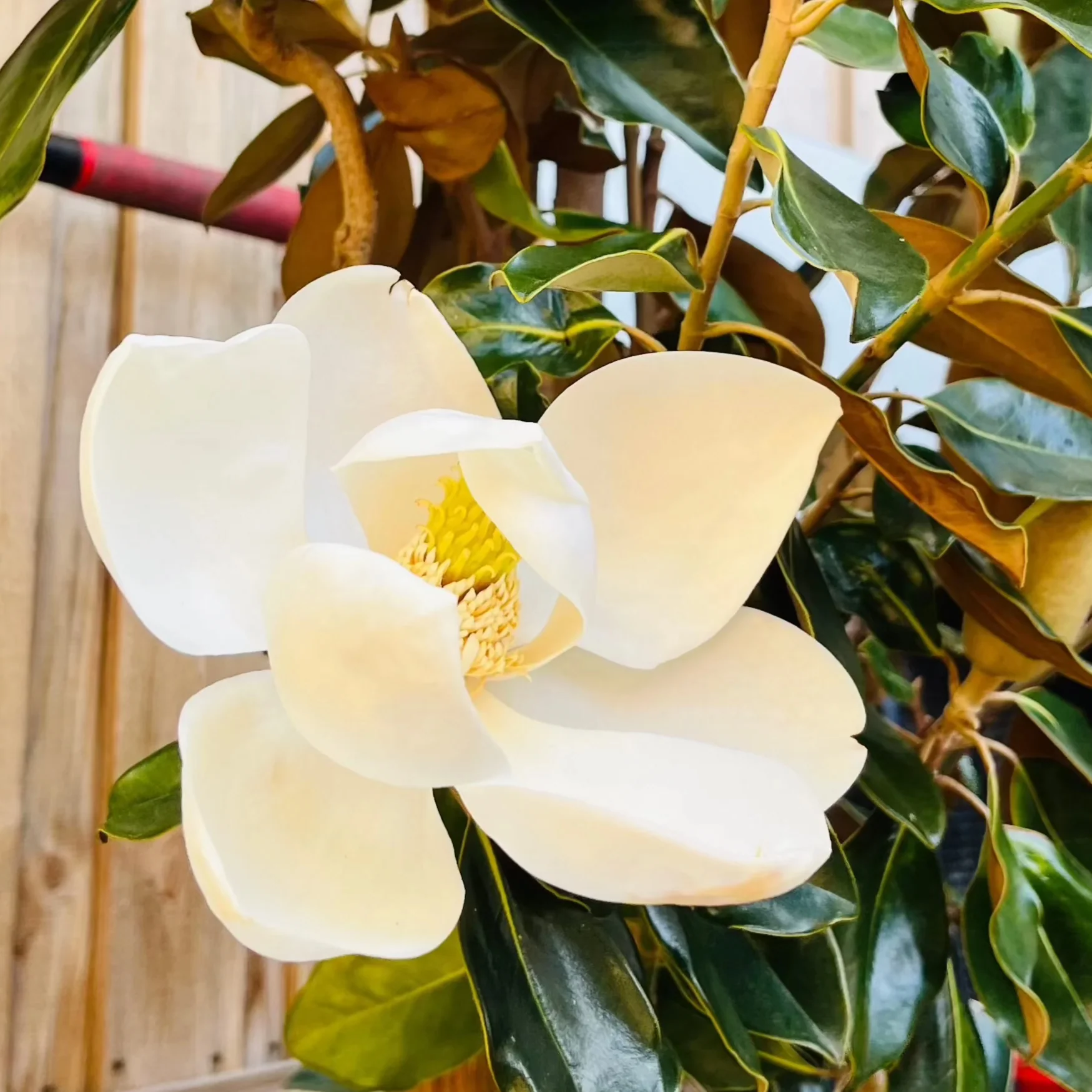 D.D. Blanchard Southern Magnolia