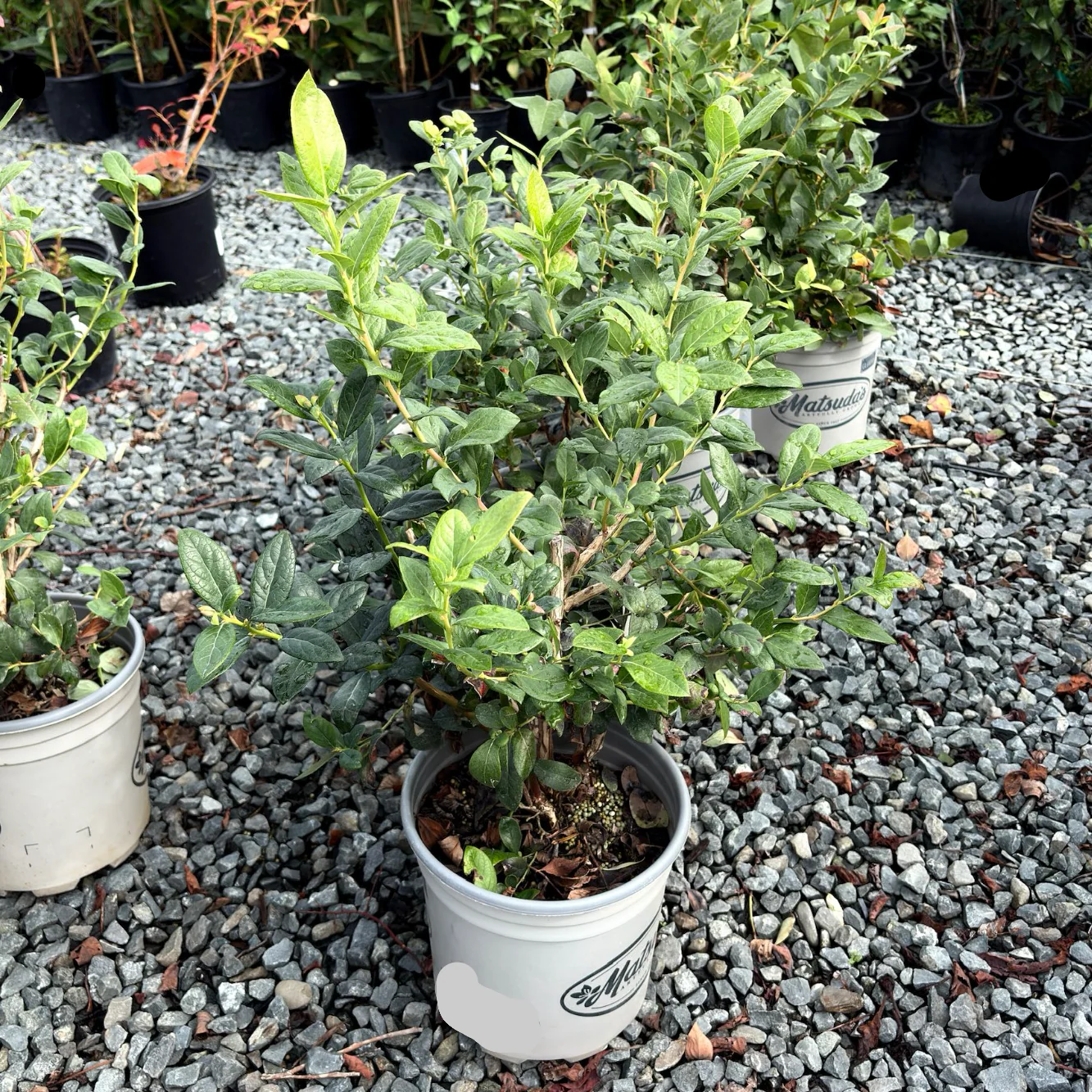 Southmoon Blueberry - Image 2
