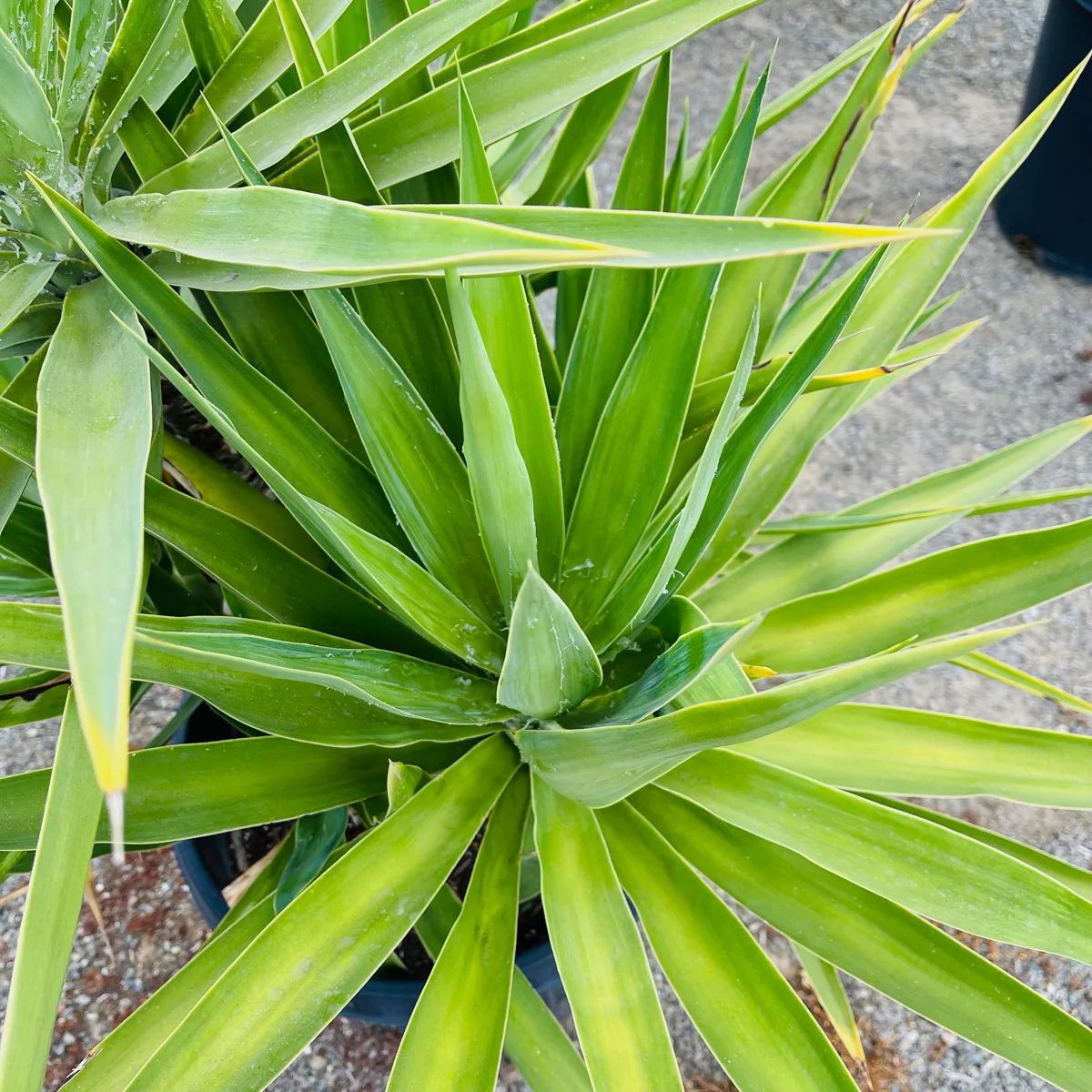 Spanish Dagger - Image 3