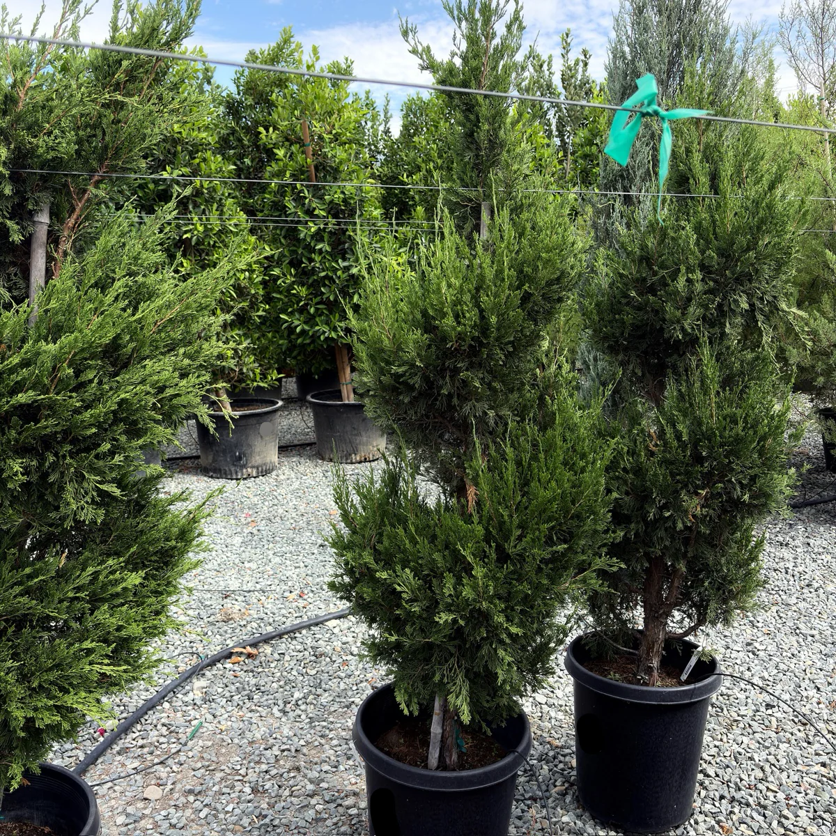 Spartan Juniper - Image 3