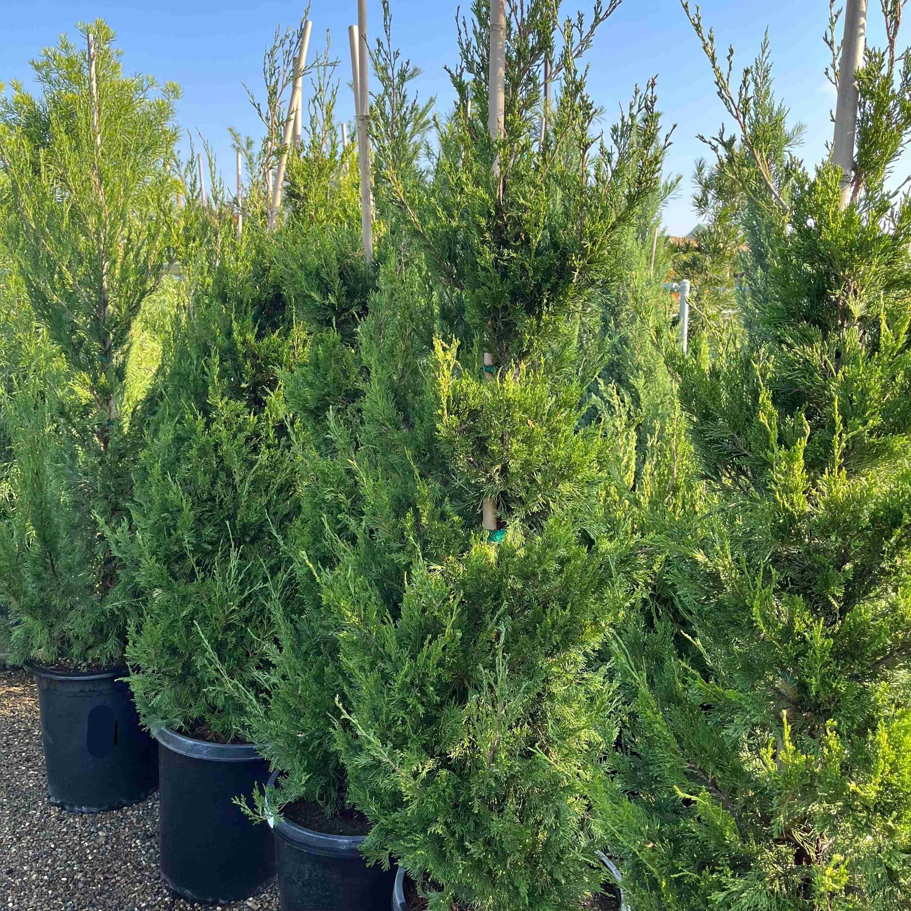 Spartan Juniper - Image 2