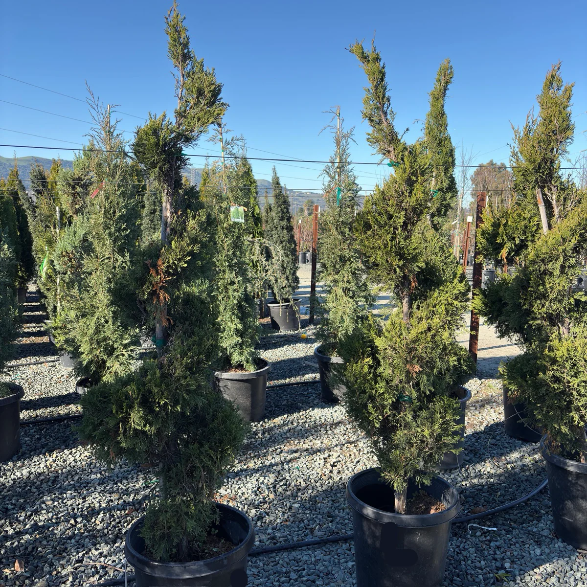 Spartan Juniper - Image 1