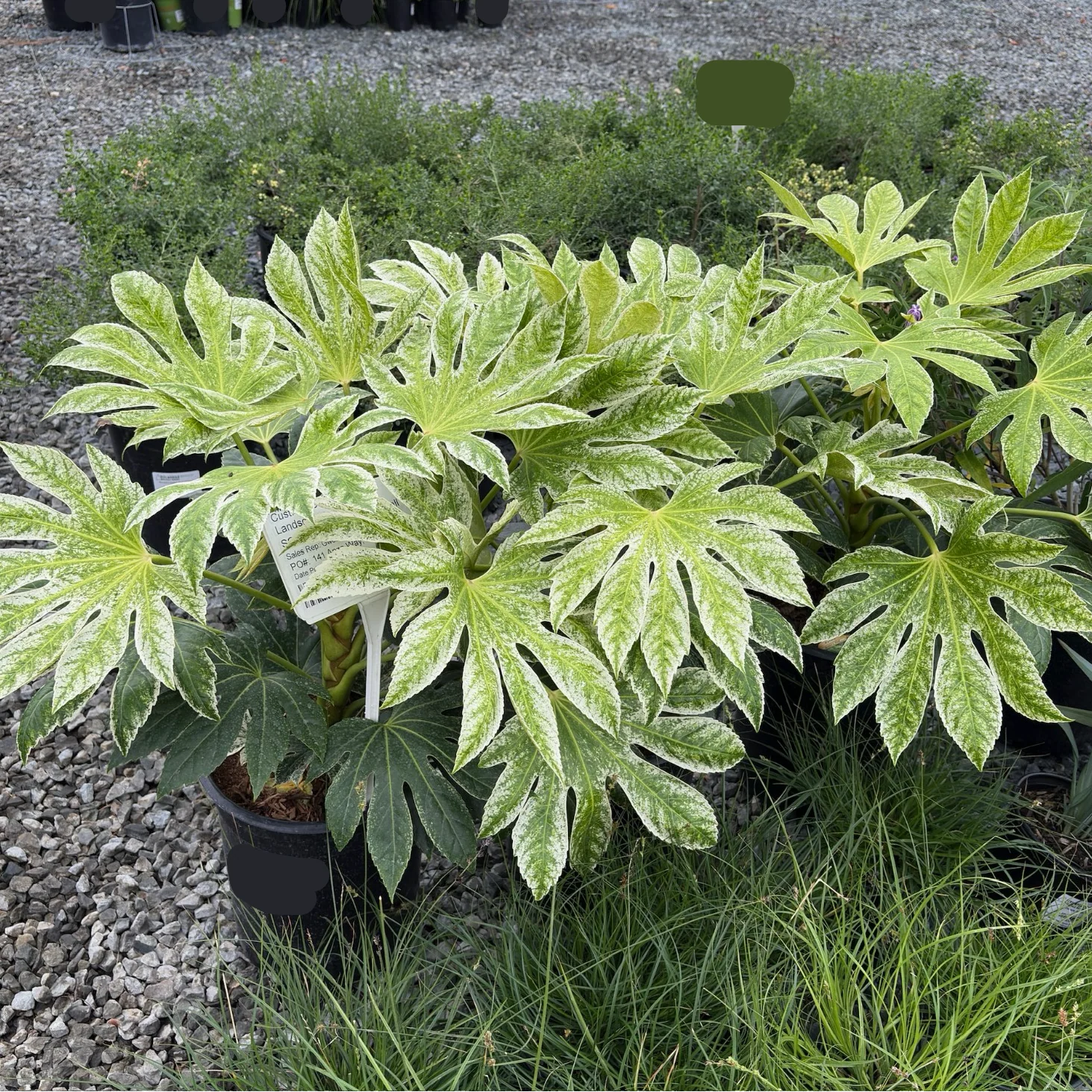 Speckled Japanese Aralia - Image 1