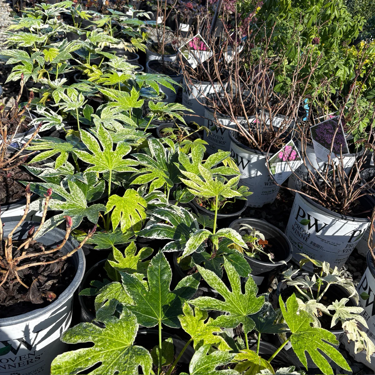 Speckled Japanese Aralia - Image 2