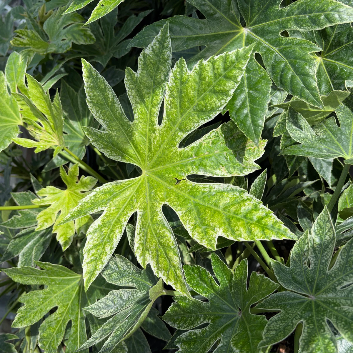 Speckled Japanese Aralia - Image 3
