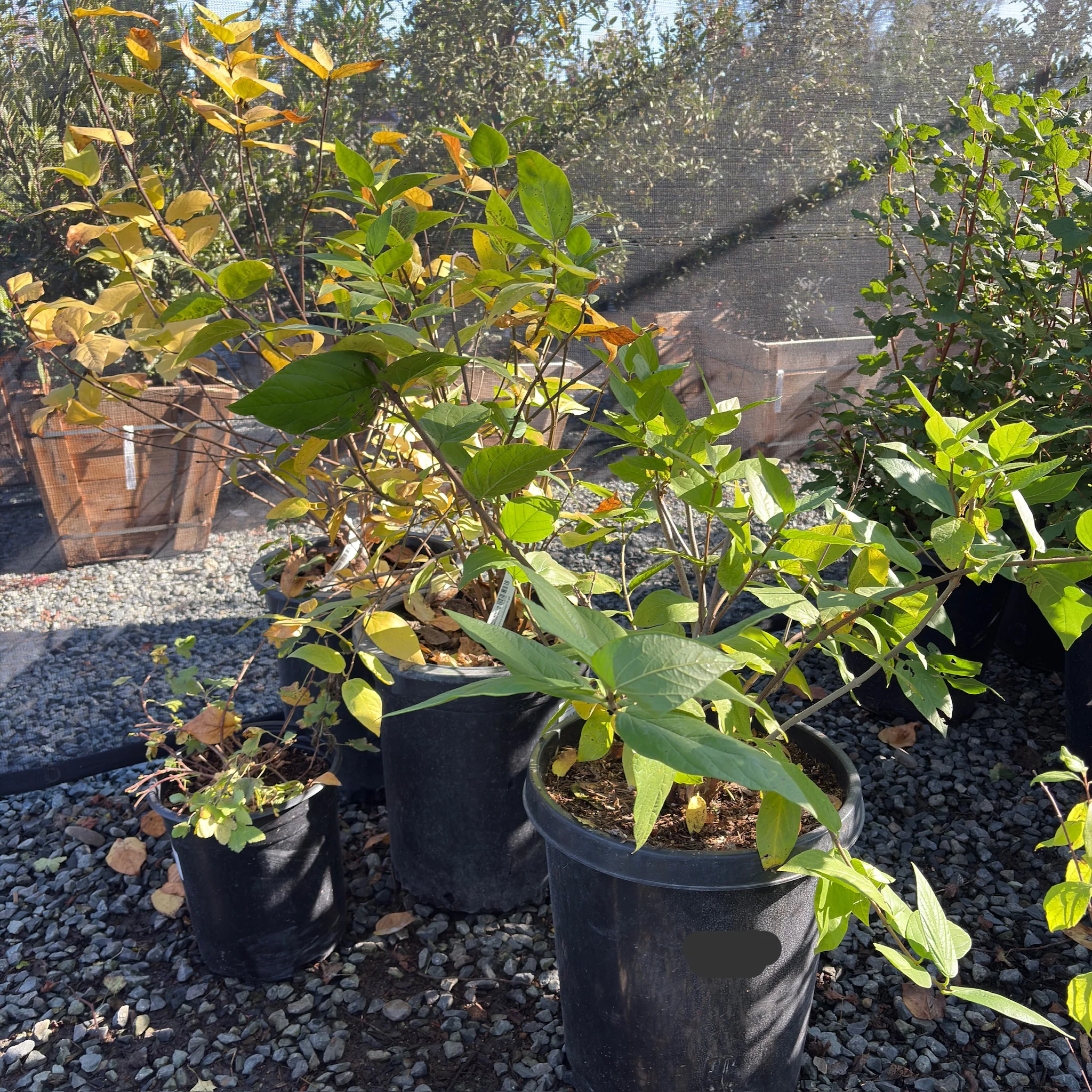 Spice Bush