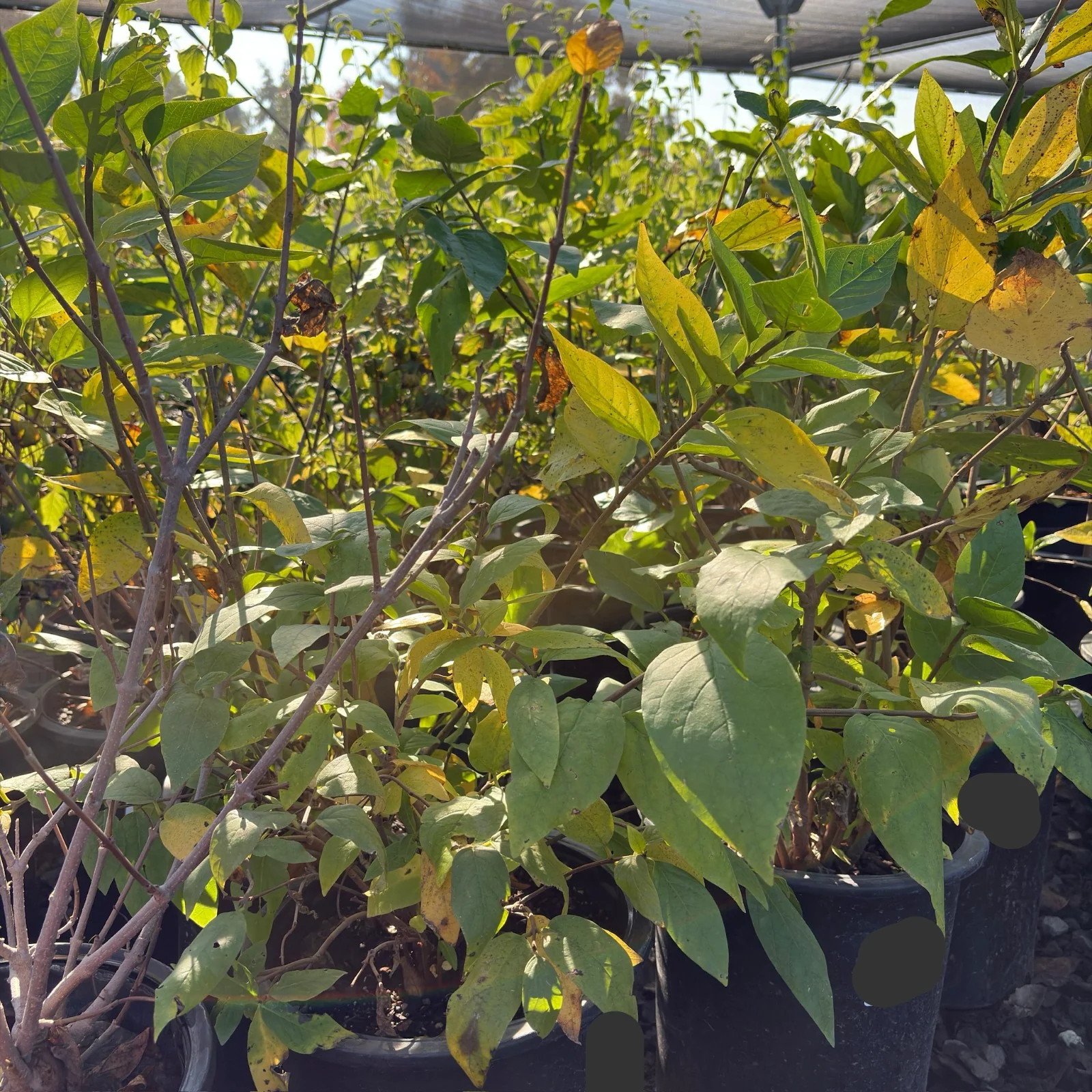 Spice Bush - Image 2