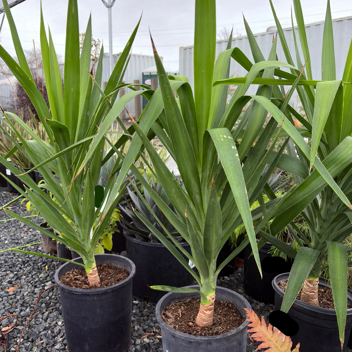 Spineless Giant Yucca - Image 1