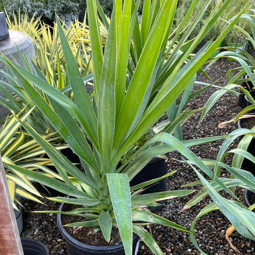 Spineless Giant Yucca - Image 2